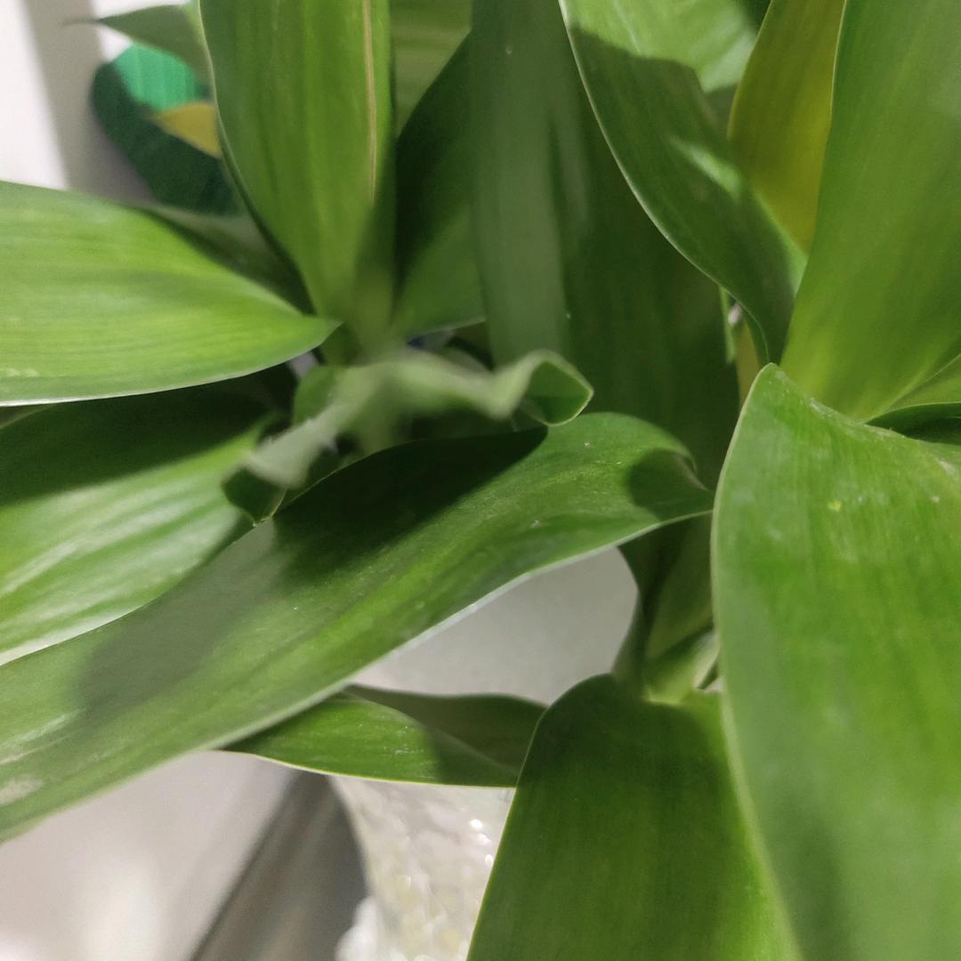 珍珠