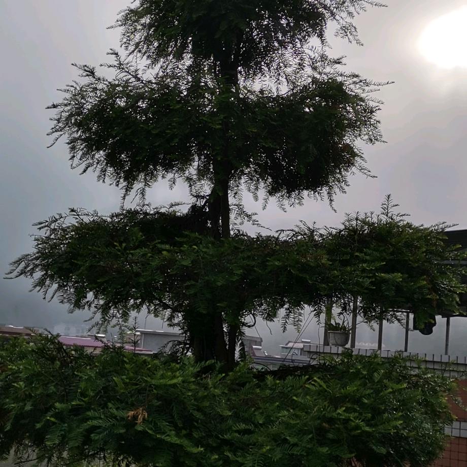 常青