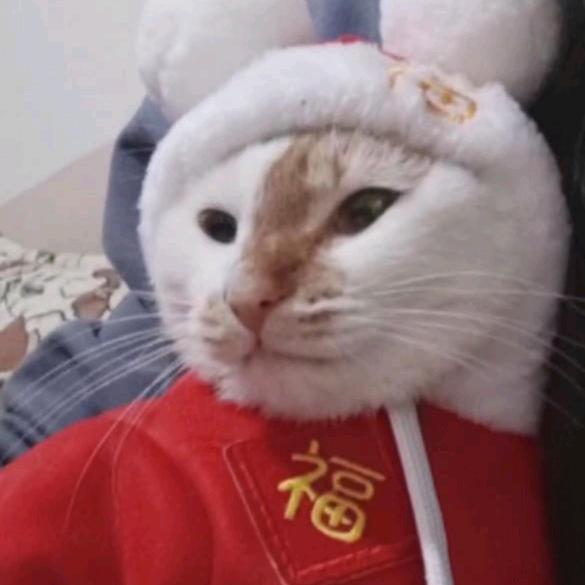 温致如猫