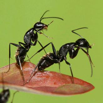 蚂蚁🐜