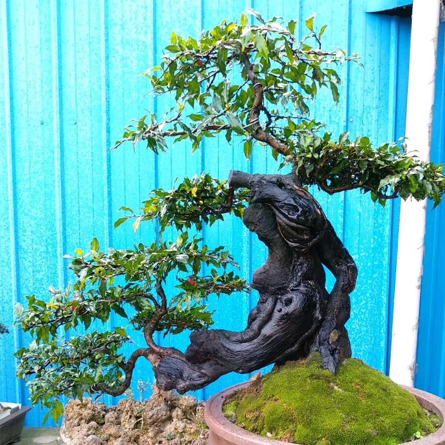 山水如画金弹子盆景