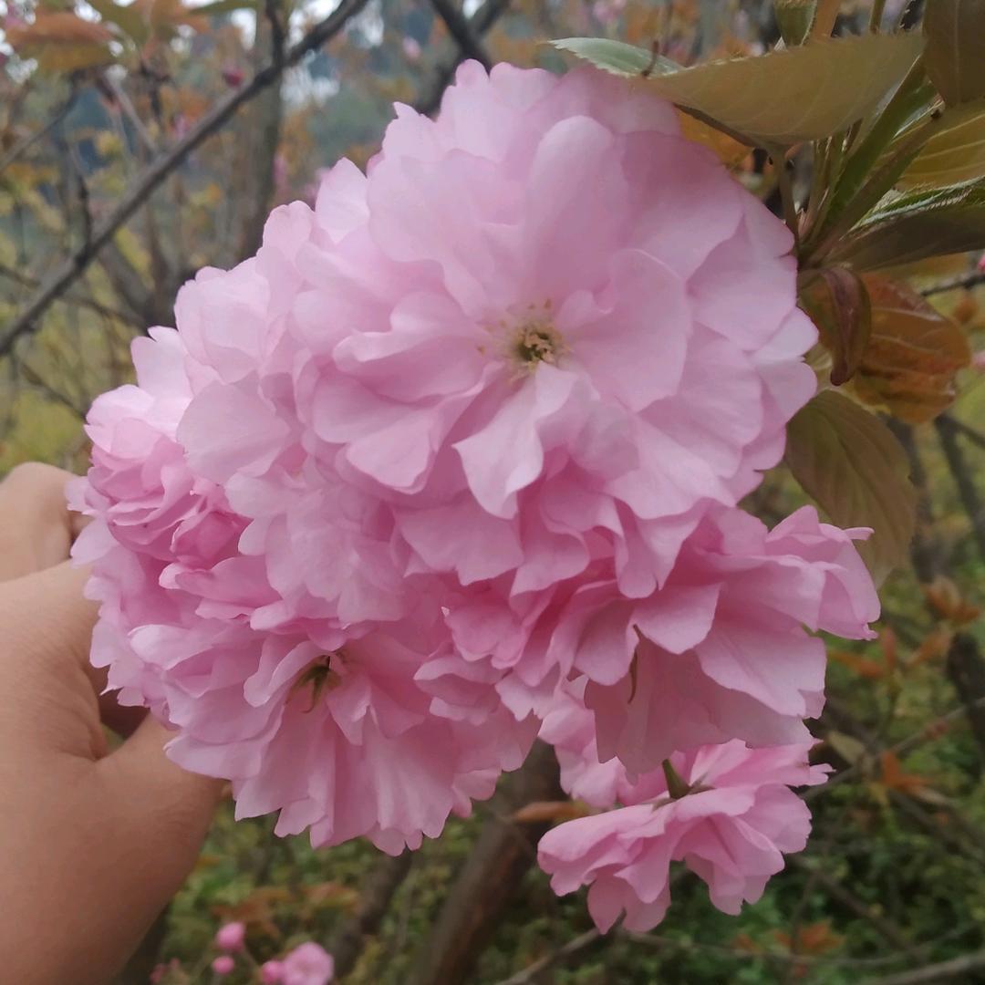 小群
