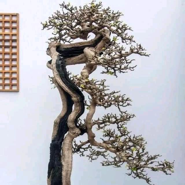 Bonsai 86