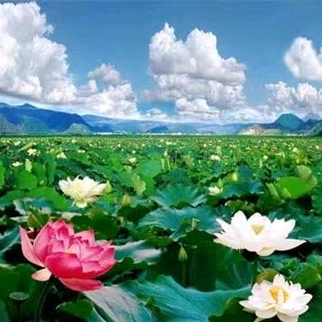 浮尘若梦