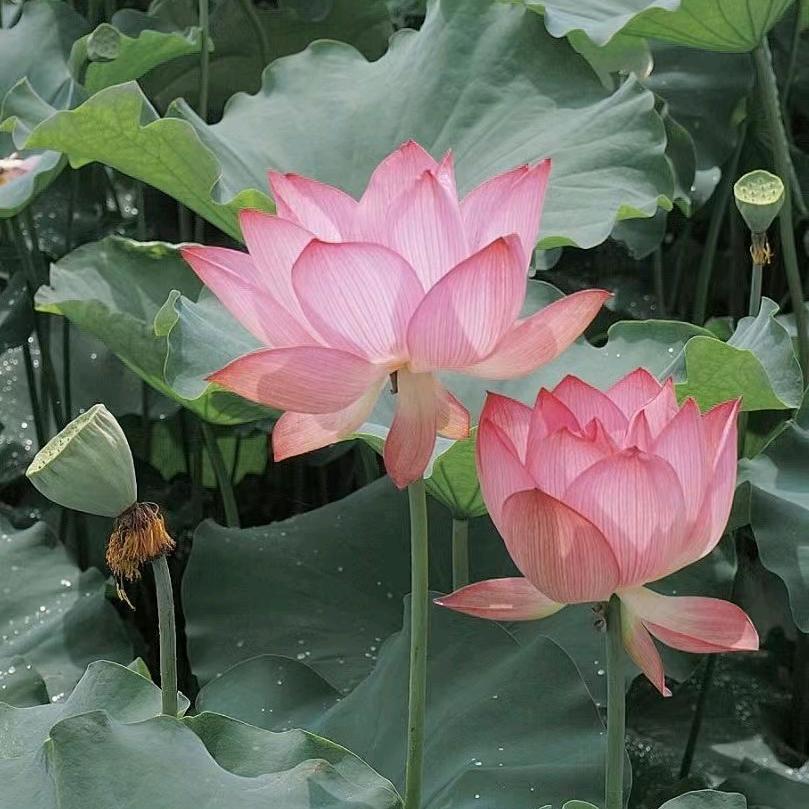 阳光