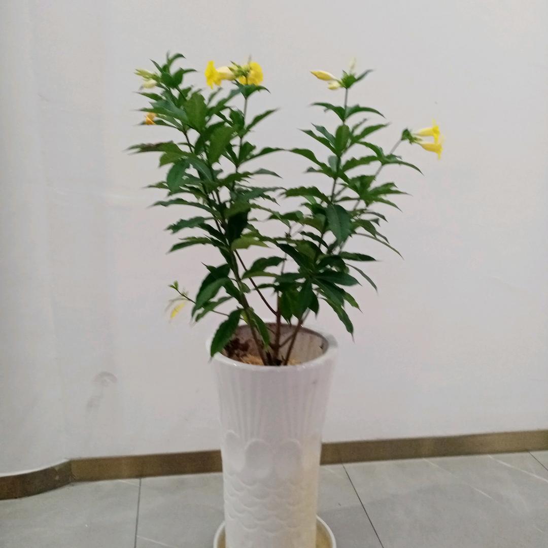 江瑞