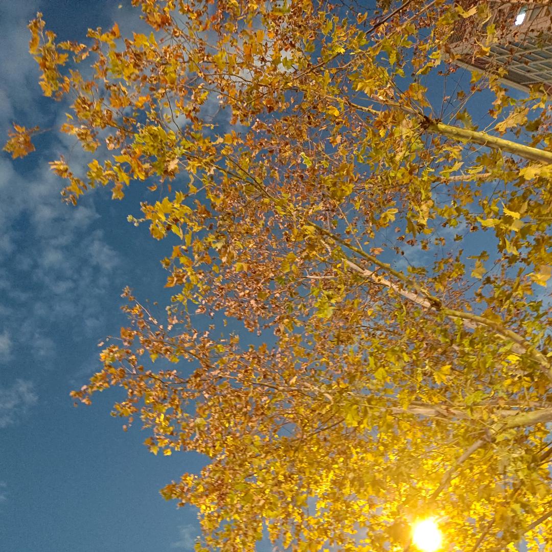 潇潇桃花落满肩