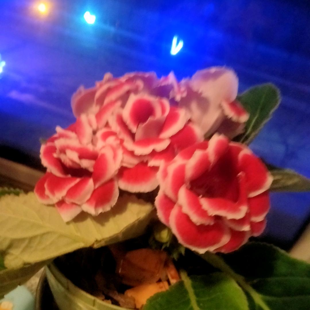雪莲花