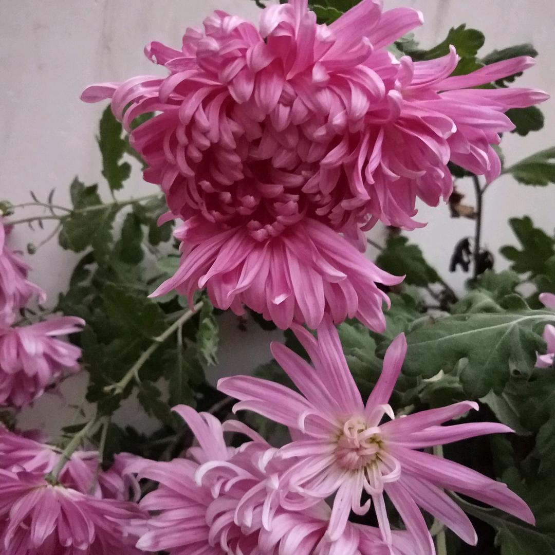 春暖花开🌹🌹