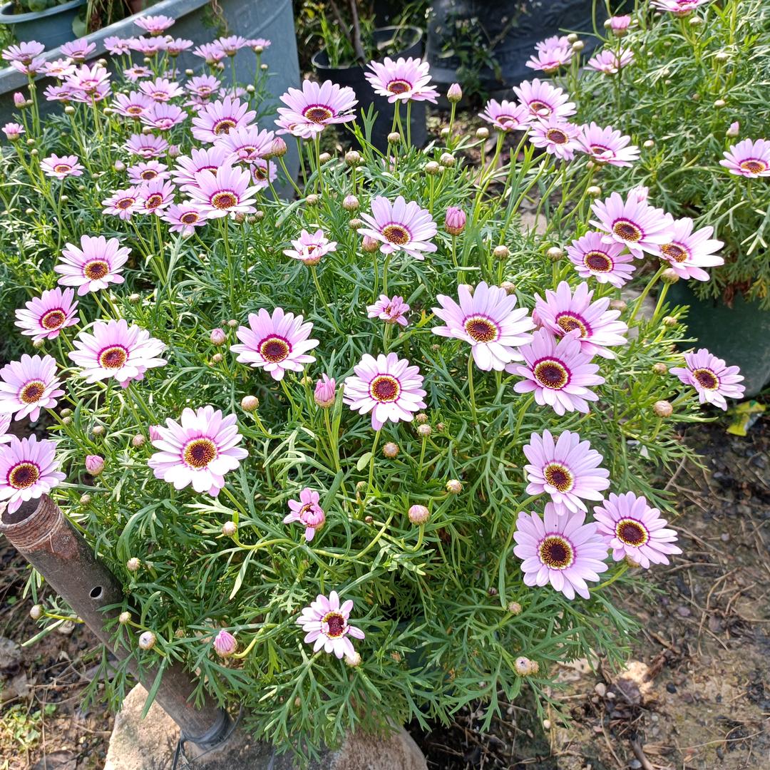 🌈💨*🌈💨小芒果
