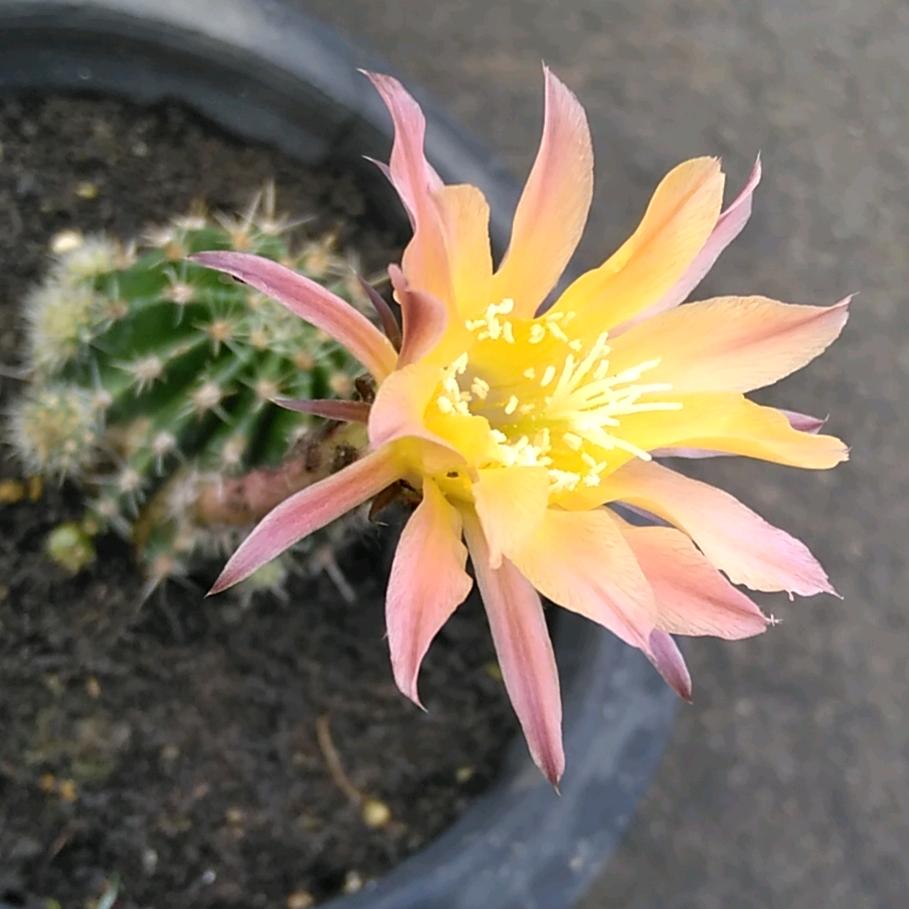 风景线、