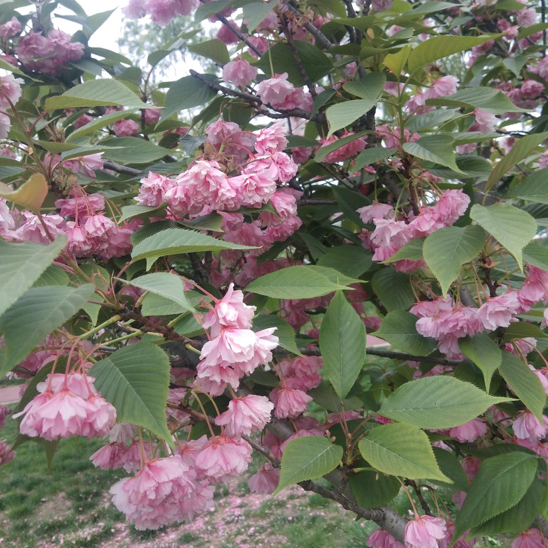 花好月圆