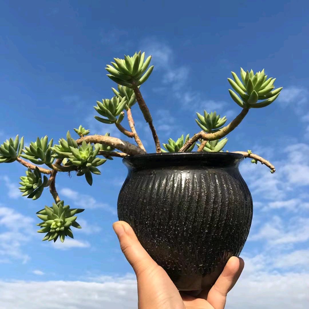 多彩盆艺
