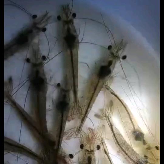 鱼虾得水