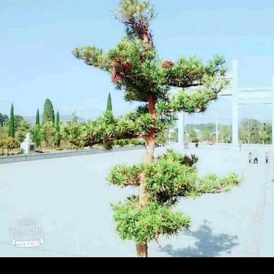 天天