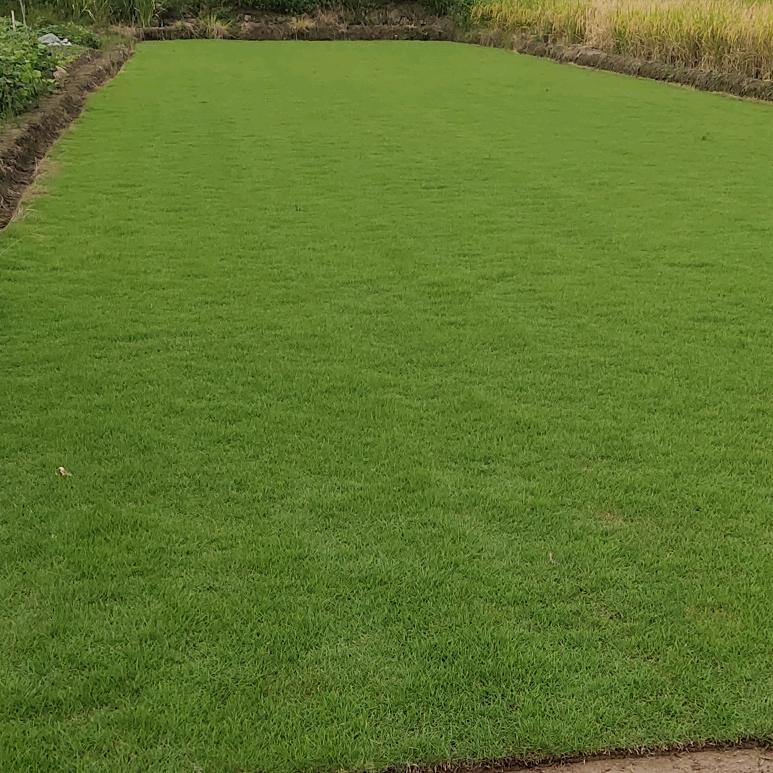 临海鸿运草坪基地