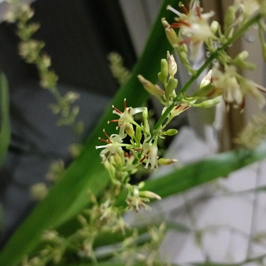 华妃花落泪如雨