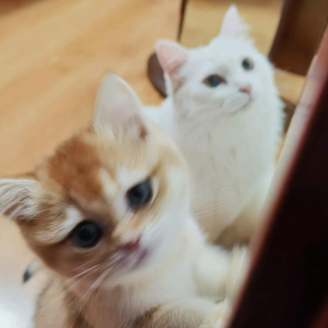 Sam