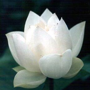 莲花#好物分亨