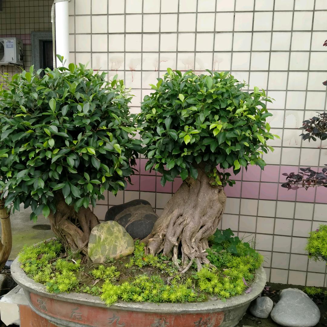 机根道超哥