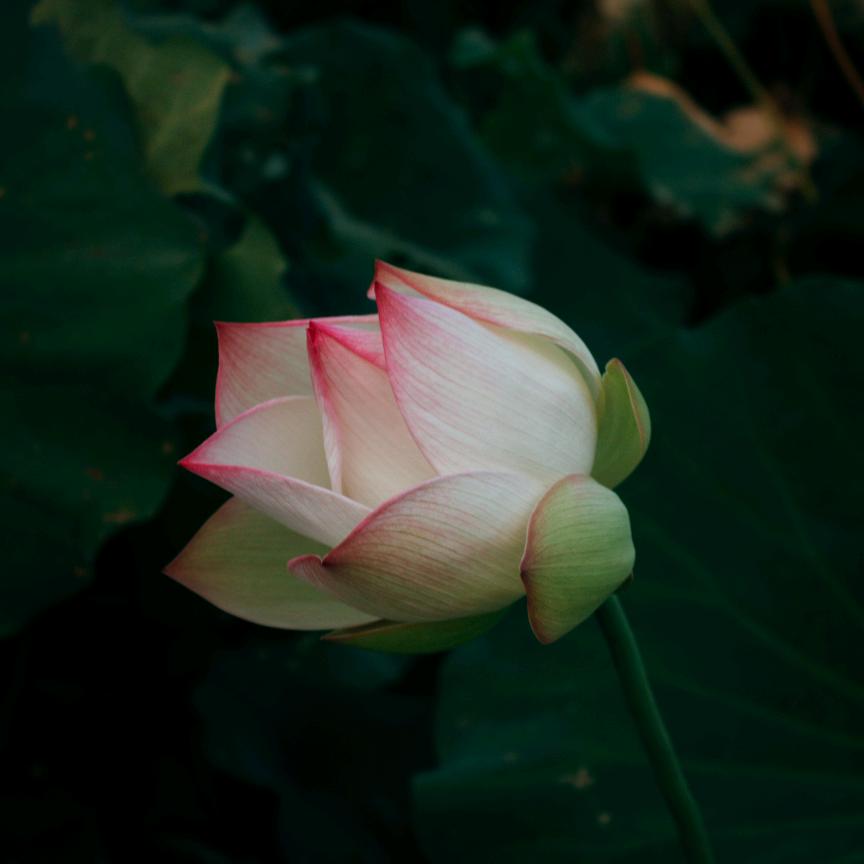 半夏白术天麻汤