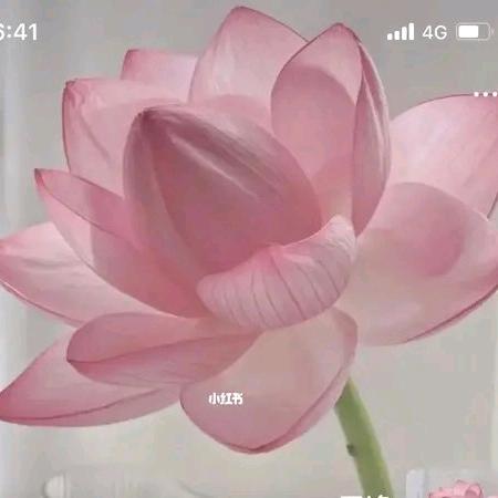 花花公子920好物厨窗