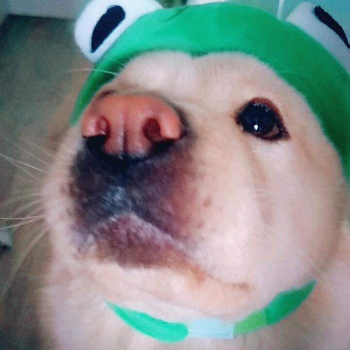 青青团子
