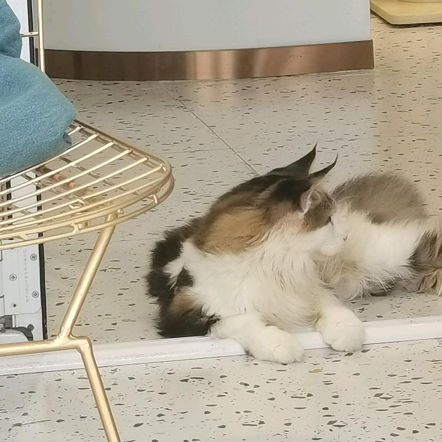 Yoyo～