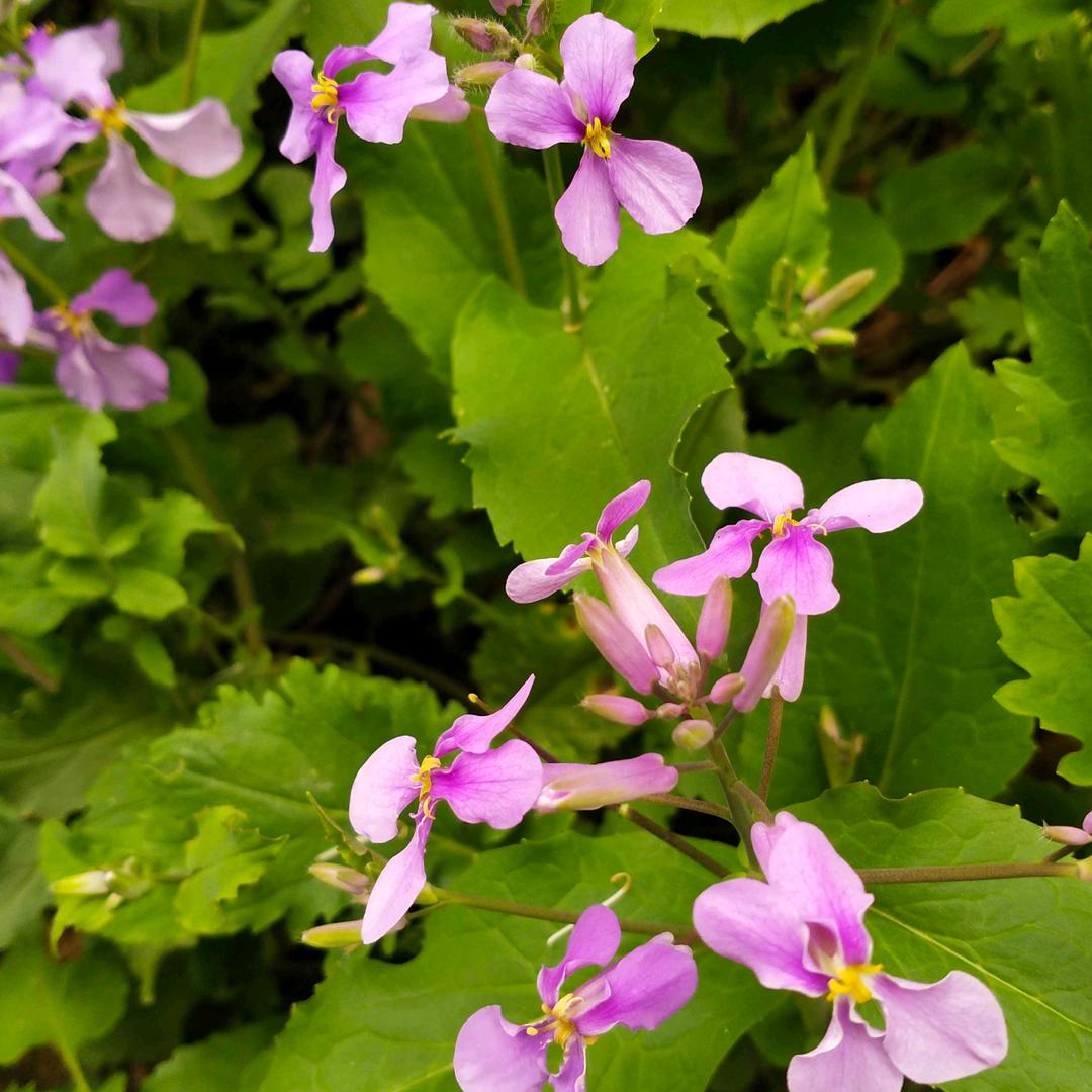 不傲怎称霸,(古井祥和)