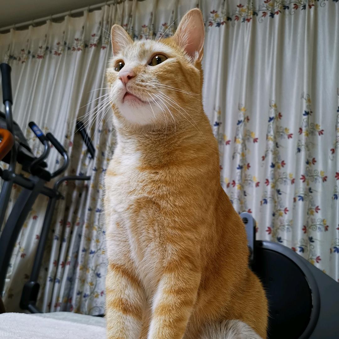 开开橘猫