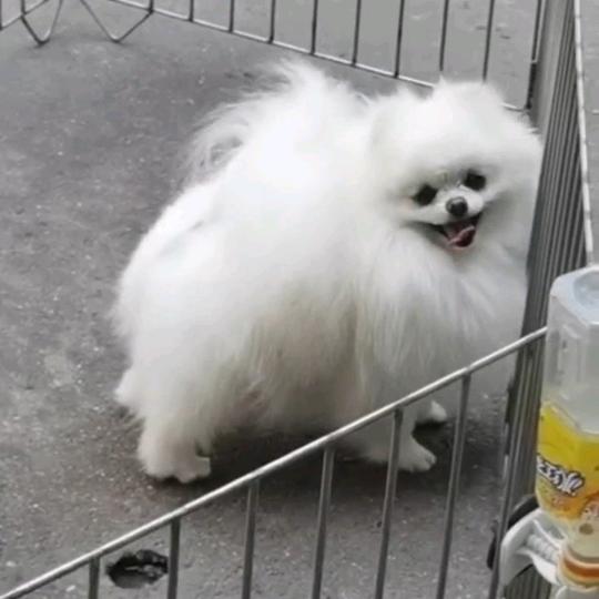 山西吕梁舒涵博美18