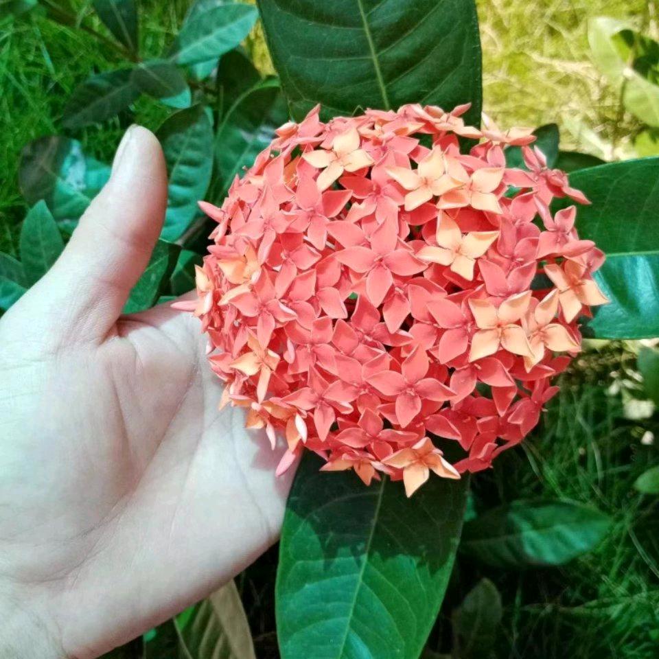 不呐呐🍌🍌🍌🍌