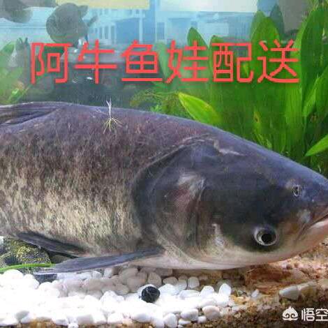 重庆牛师傅水产配送