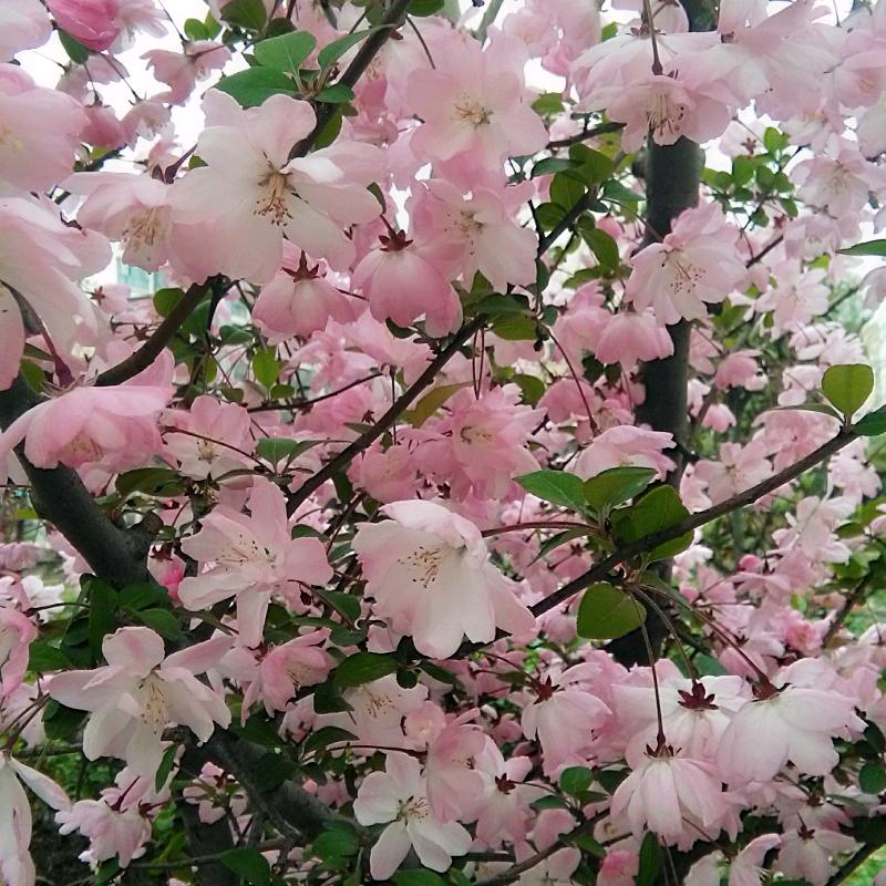 上上签《天天开心❤️》拒绝合拍🌺🌹