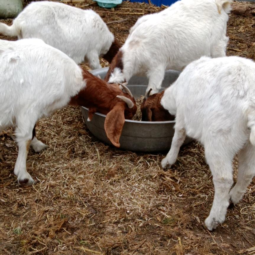 姜姐首播筹备中