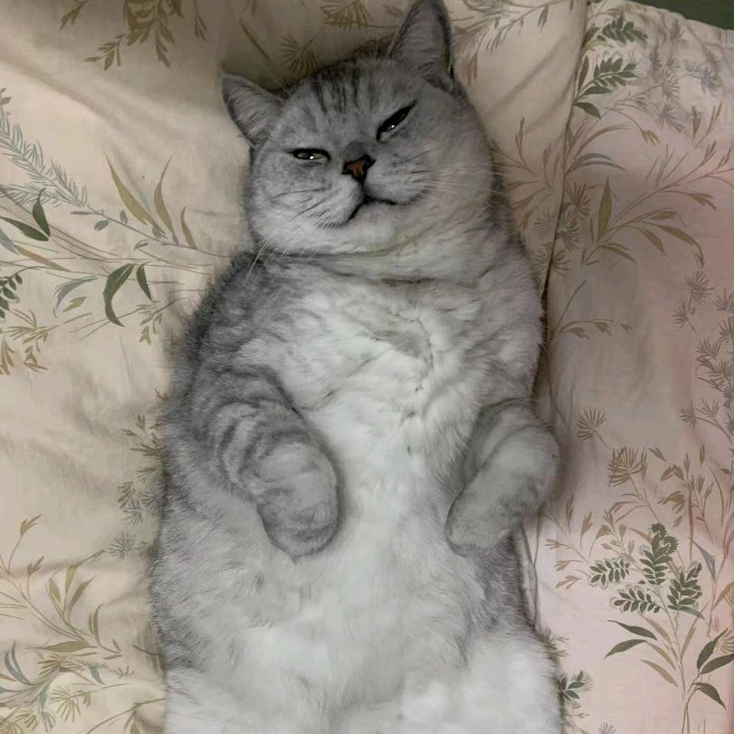 肥鱼不是肥猫