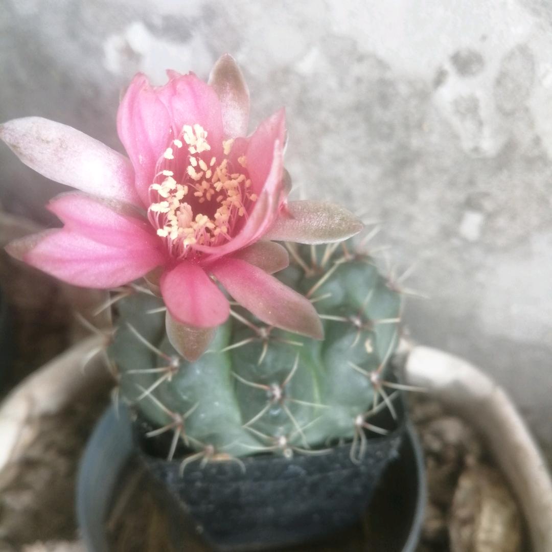 桃缘一笑而过💫⁸²⁶⁶💫