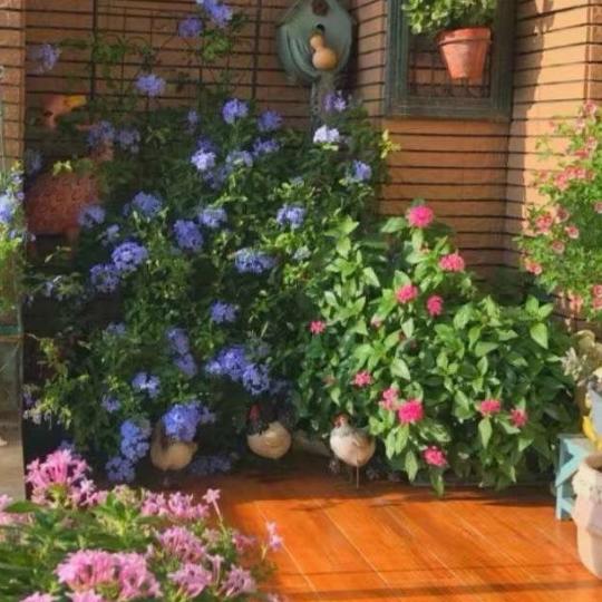 开心每一天🌹🌹