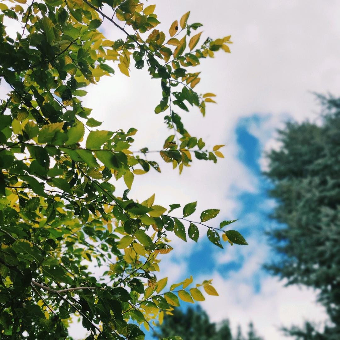 昵称不能重置了