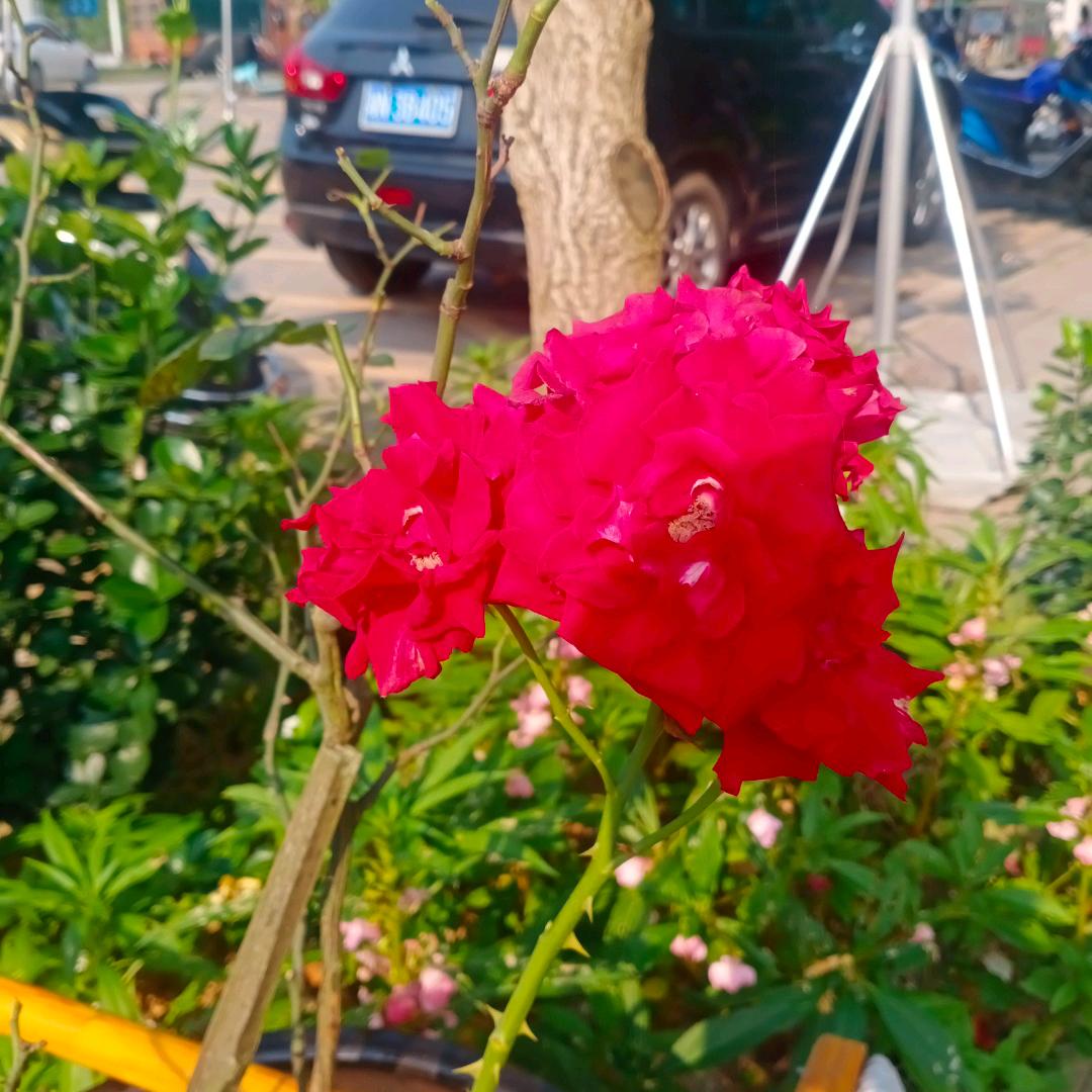 我的世界不能没有你！