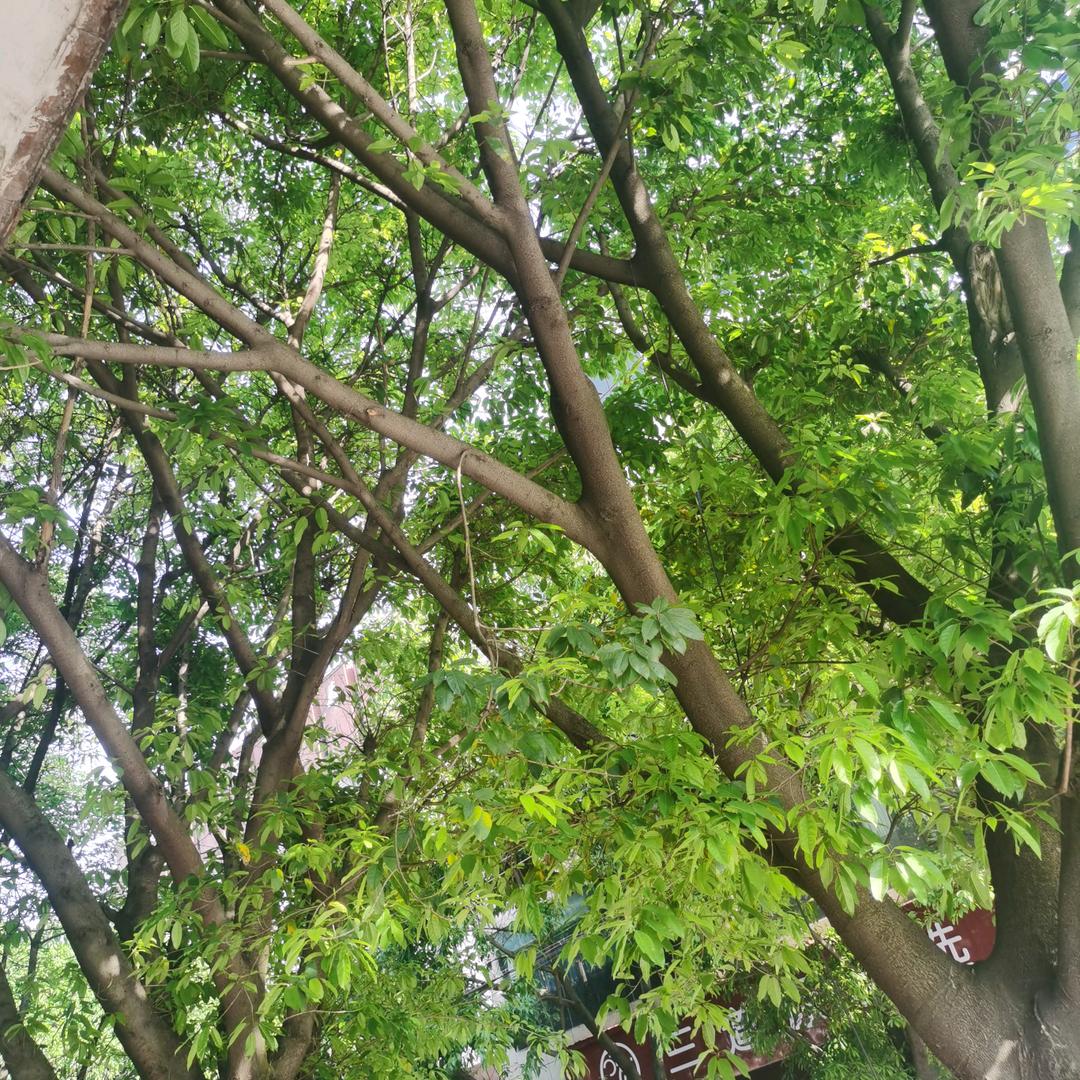 老赵
