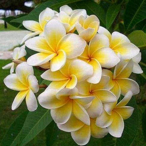 葱花油盐