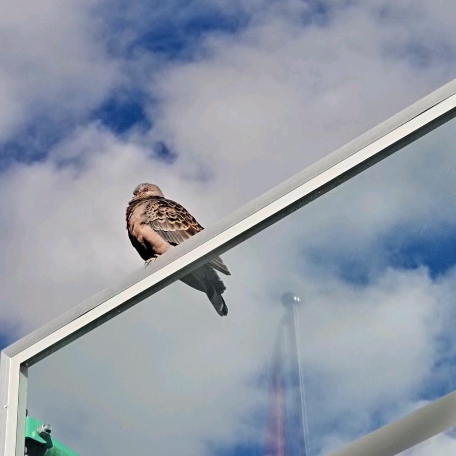 贡日嘎布曲边上的小米粒