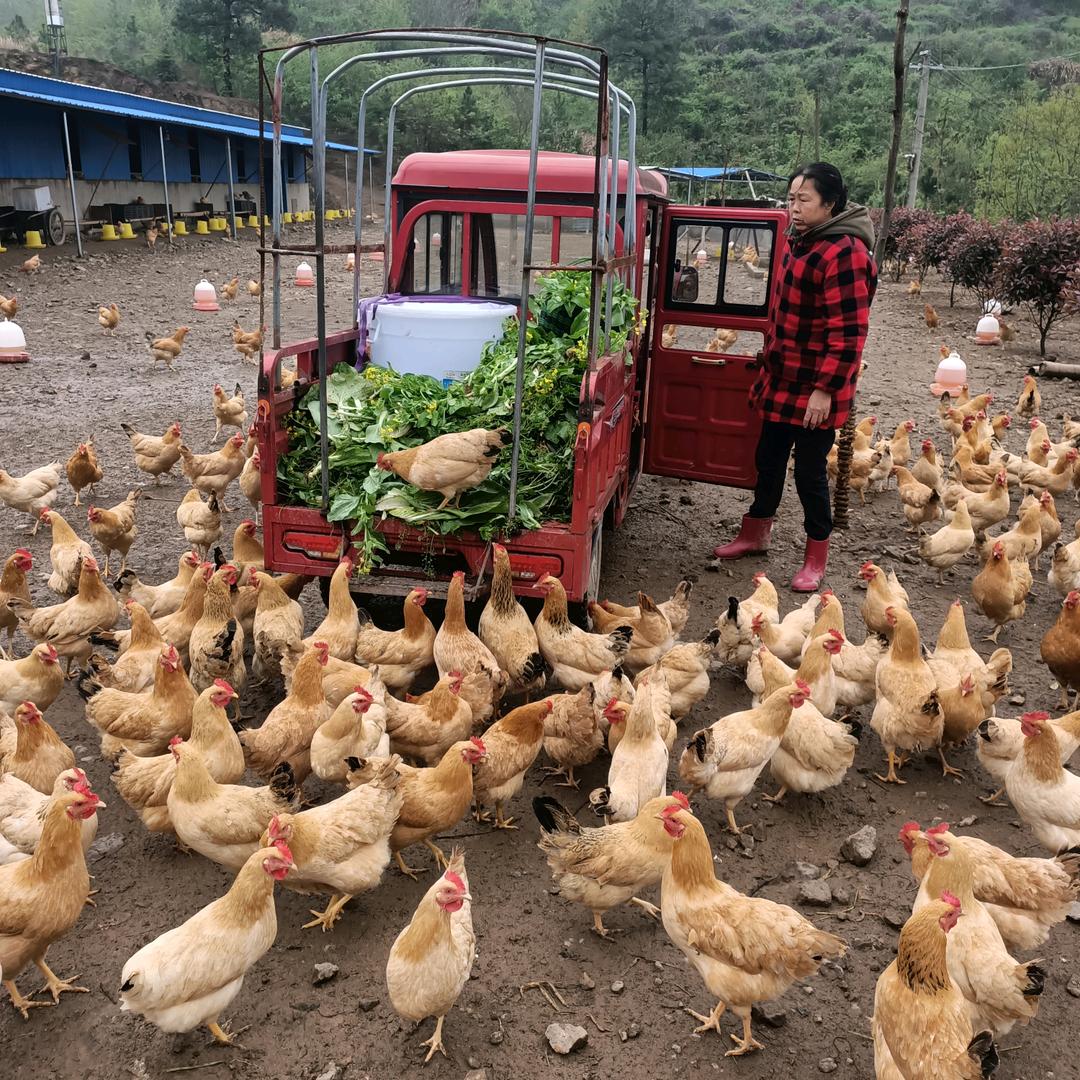 枞阳县桂枝家庭农场