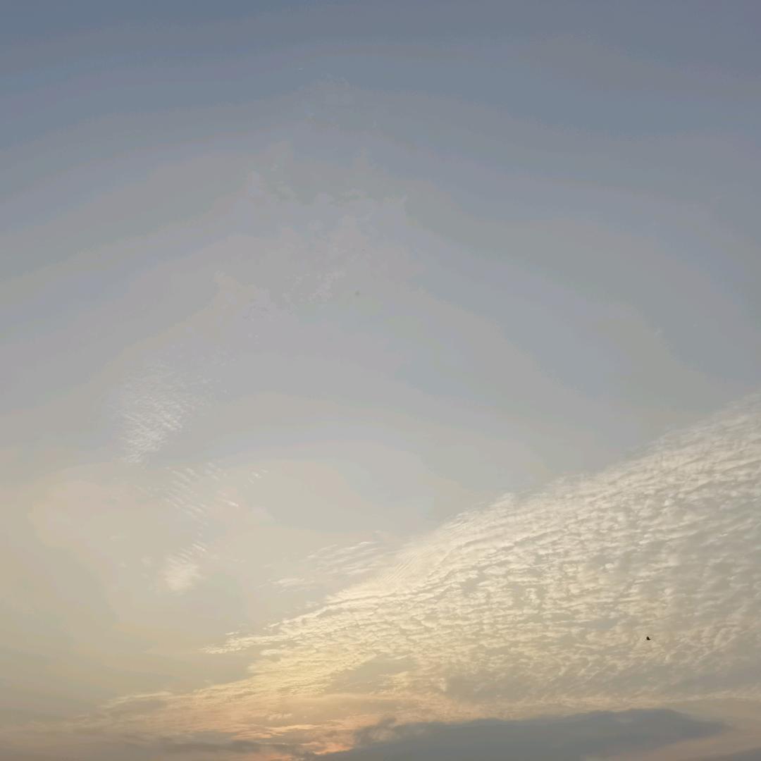晨雨（手机摄影）