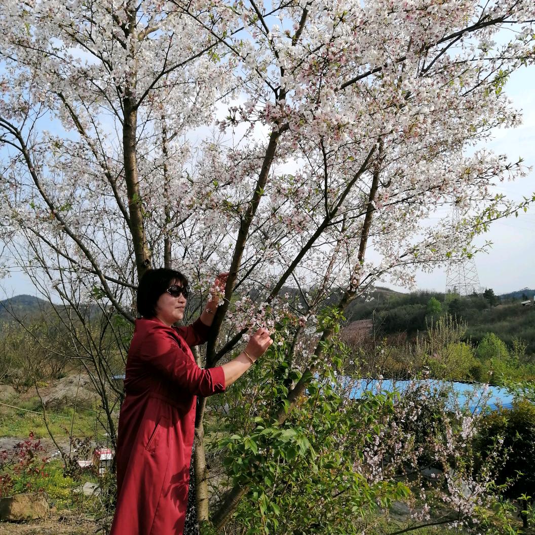 傲雪红梅日昇养殖公司