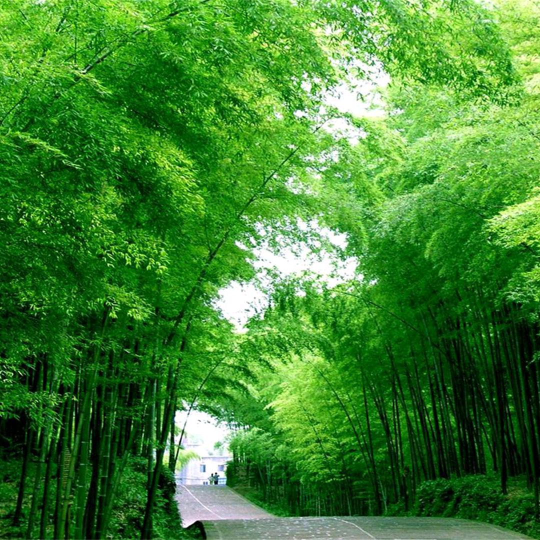 松泉明月