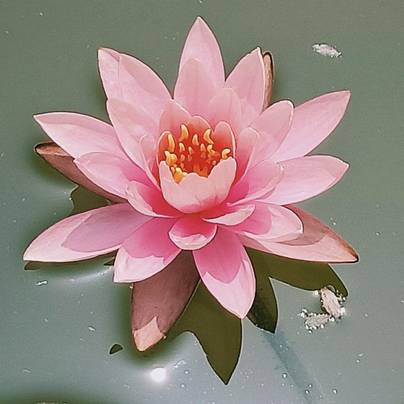 知足常乐