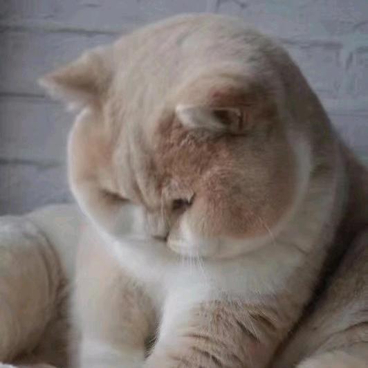 花椰菜小猪