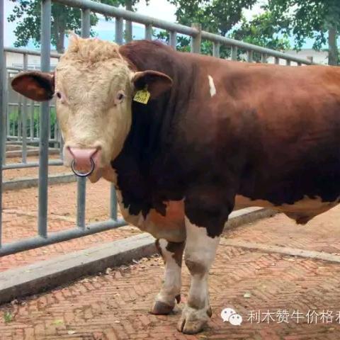 最佳经纪人张春雷